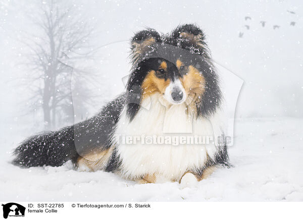 female Collie / SST-22785