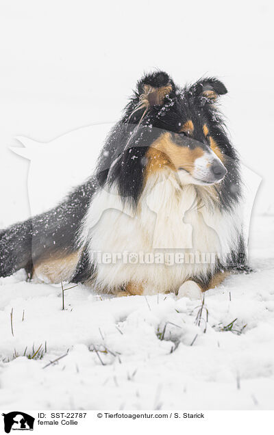 female Collie / SST-22787