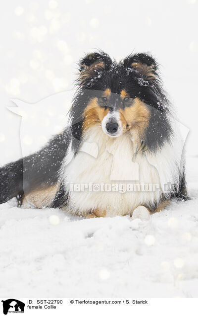 female Collie / SST-22790