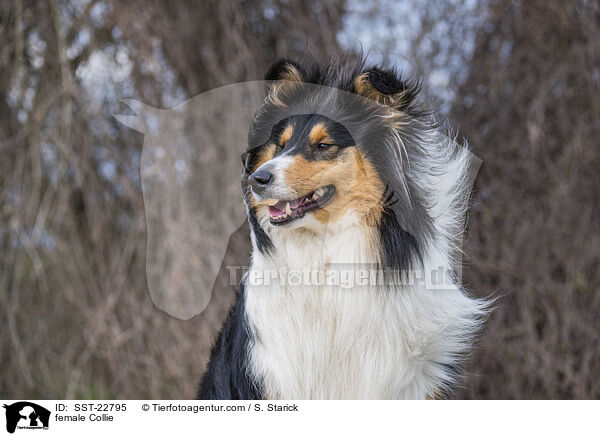 female Collie / SST-22795
