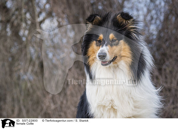female Collie / SST-22800
