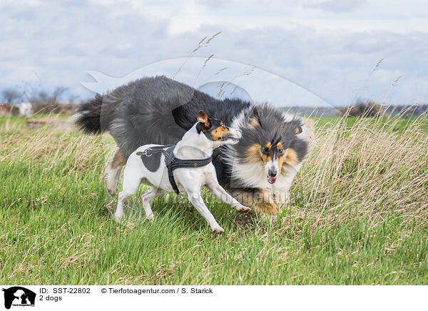 2 dogs / SST-22802