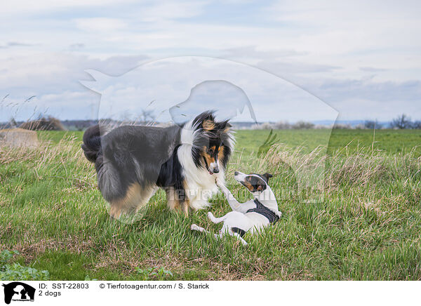 2 dogs / SST-22803