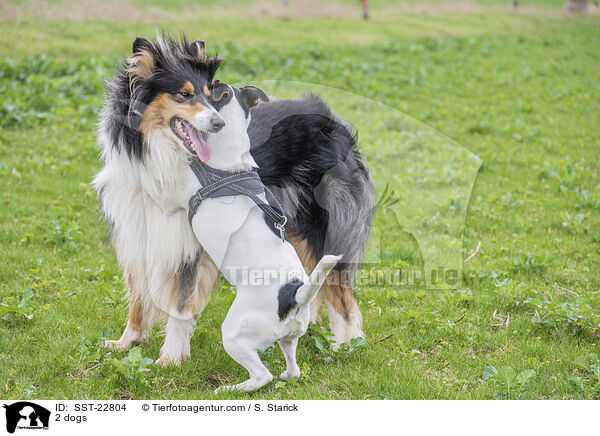 2 dogs / SST-22804