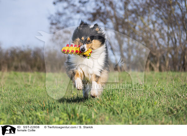 female Collie / SST-22808