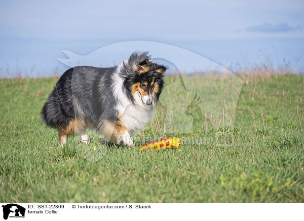 female Collie / SST-22809