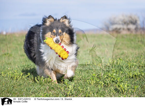 female Collie / SST-22810