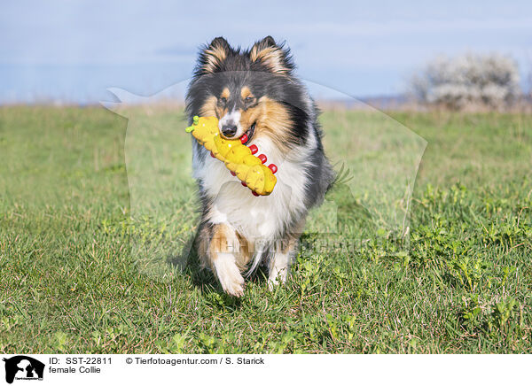 female Collie / SST-22811