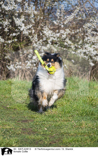 female Collie / SST-22813