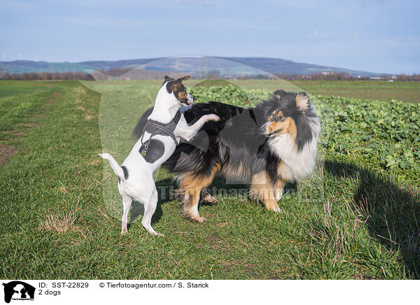 2 dogs / SST-22829
