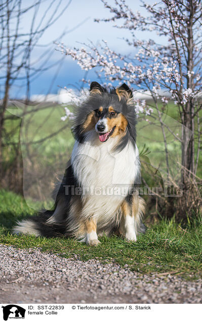 female Collie / SST-22839