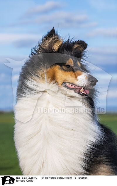 female Collie / SST-22840