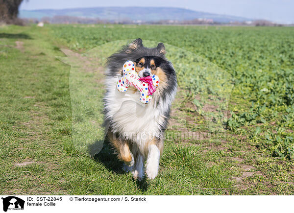 female Collie / SST-22845