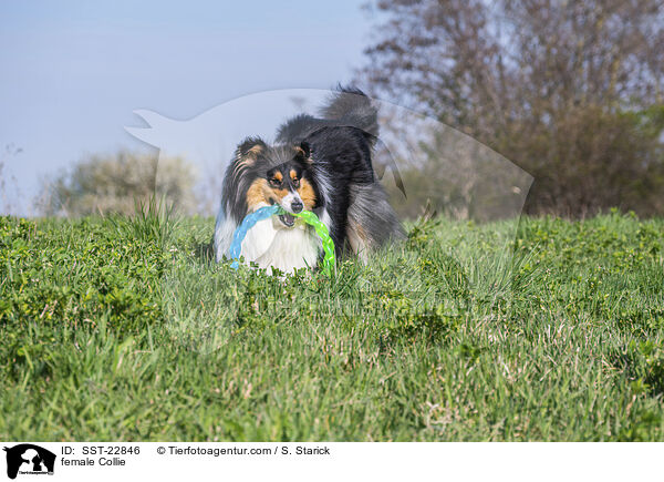 female Collie / SST-22846