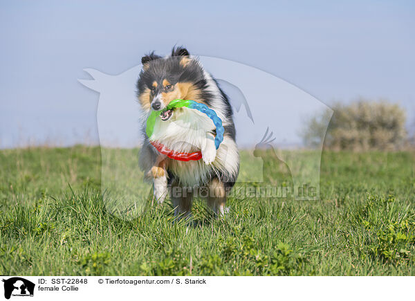 female Collie / SST-22848