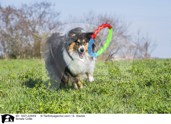 female Collie / SST-22849