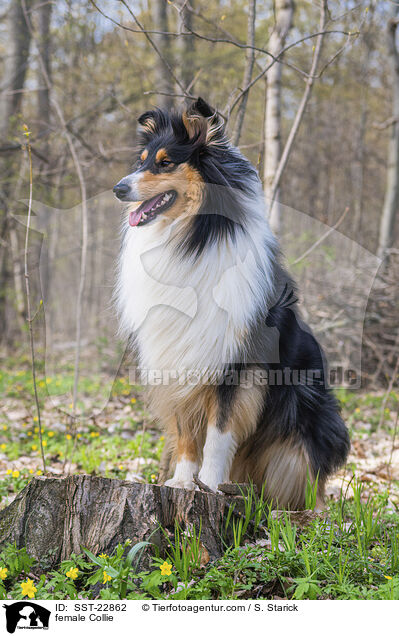 female Collie / SST-22862