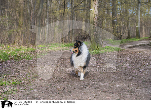 female Collie / SST-22863