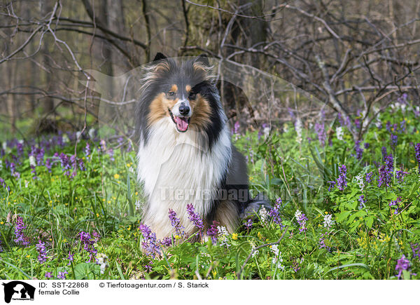 female Collie / SST-22868