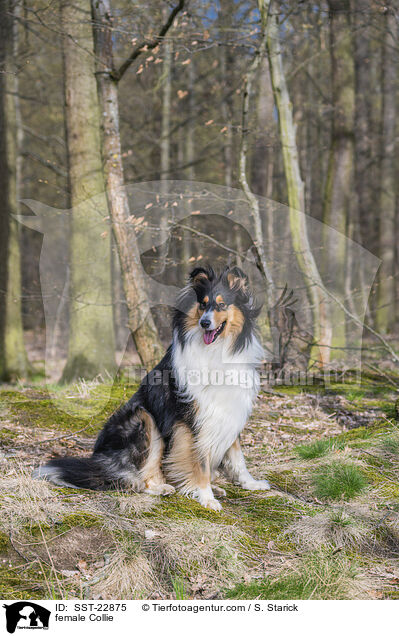 female Collie / SST-22875