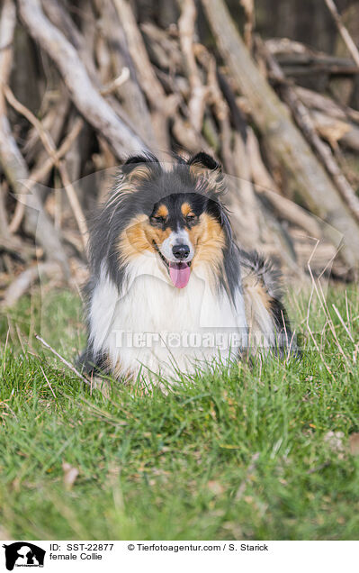 female Collie / SST-22877