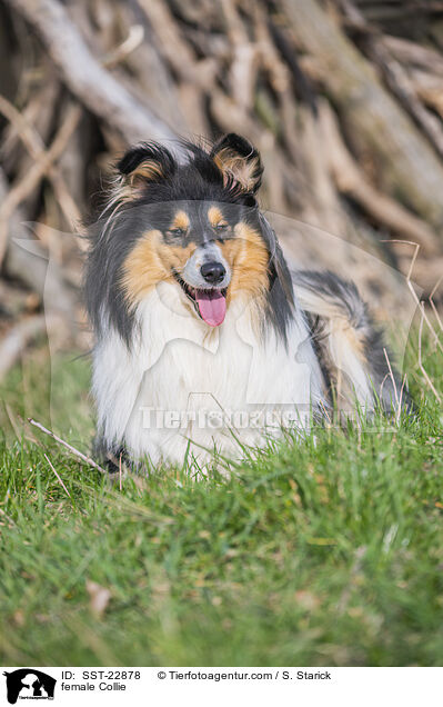 female Collie / SST-22878