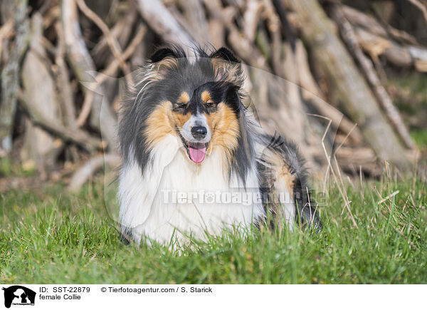 female Collie / SST-22879