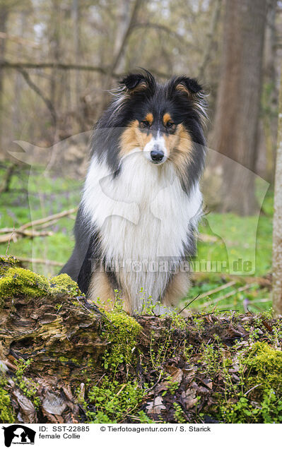 female Collie / SST-22885