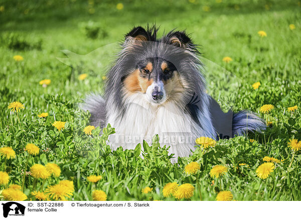 female Collie / SST-22886