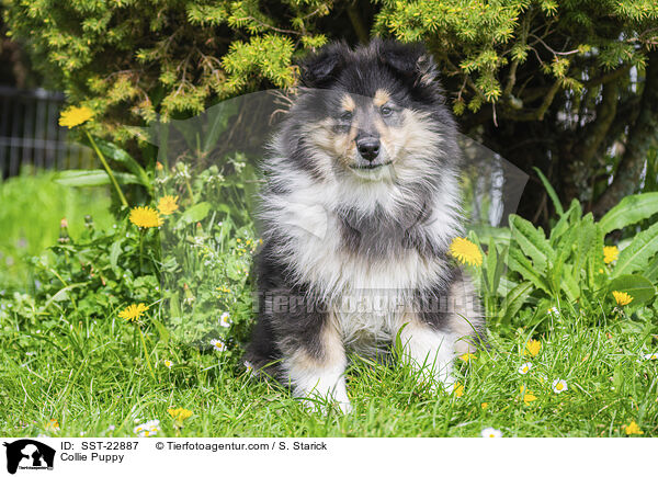 Collie Puppy / SST-22887