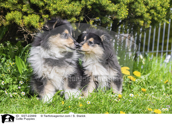 Collie Puppies / SST-22889