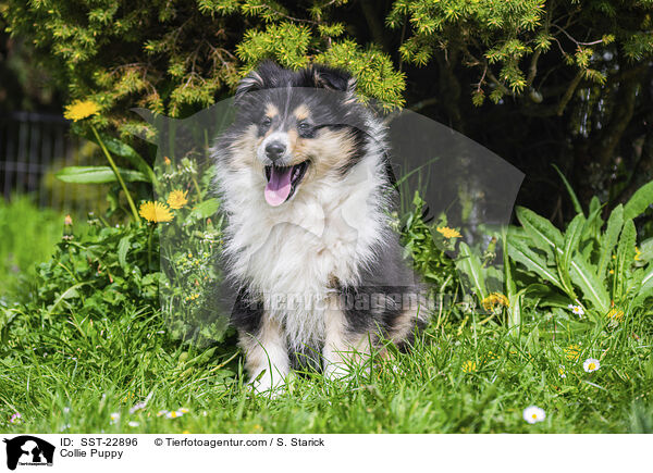 Collie Puppy / SST-22896