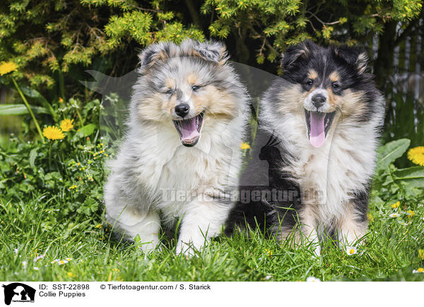 Collie Puppies / SST-22898