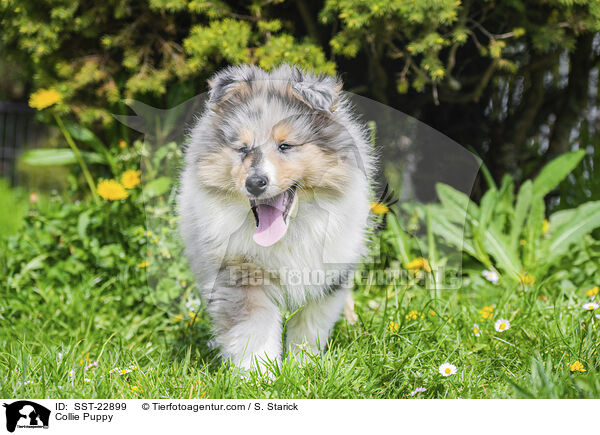 Collie Puppy / SST-22899