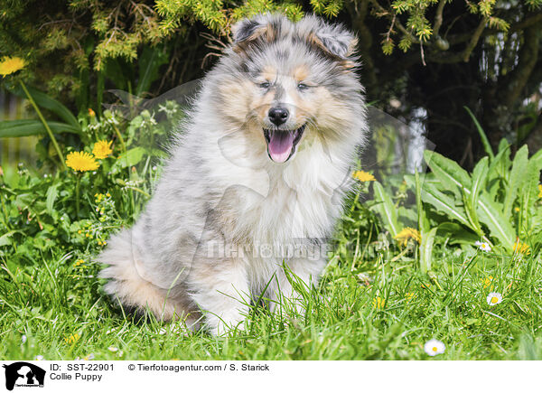 Collie Puppy / SST-22901