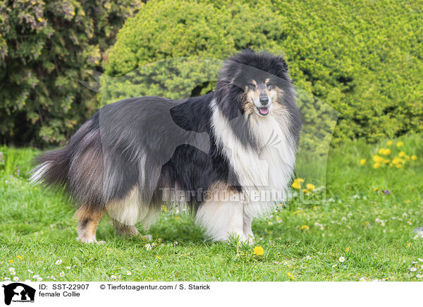 female Collie / SST-22907