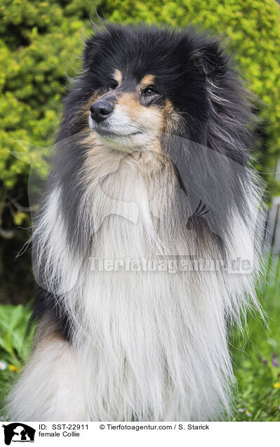 female Collie / SST-22911