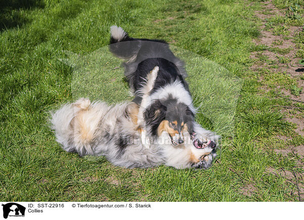 Collies / SST-22916