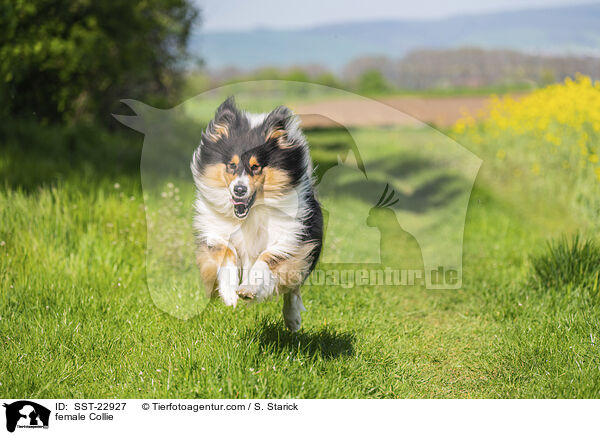 female Collie / SST-22927
