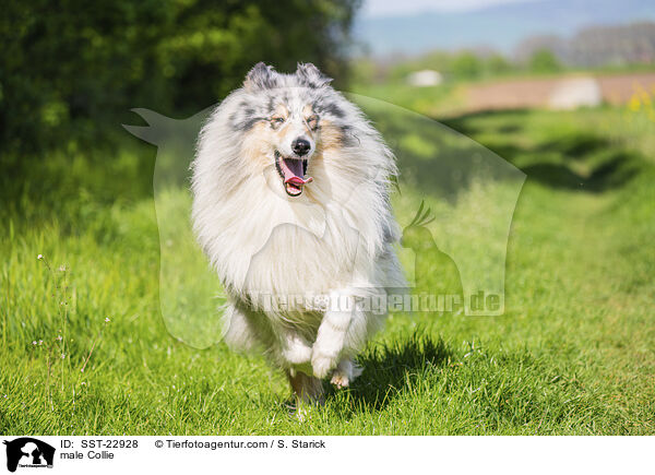 male Collie / SST-22928