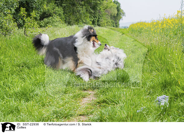 Collies / SST-22936