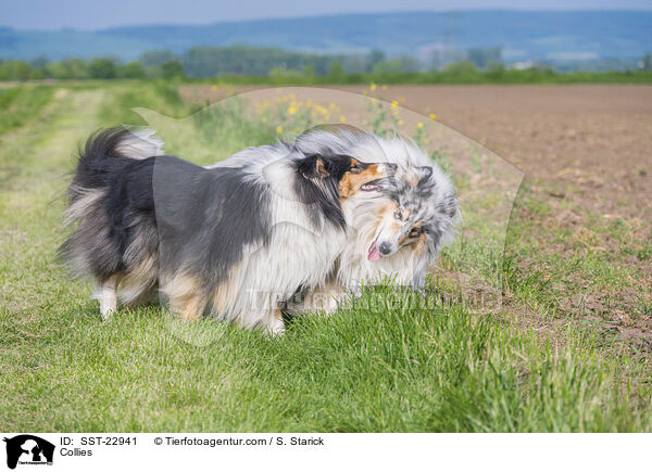 Collies / SST-22941