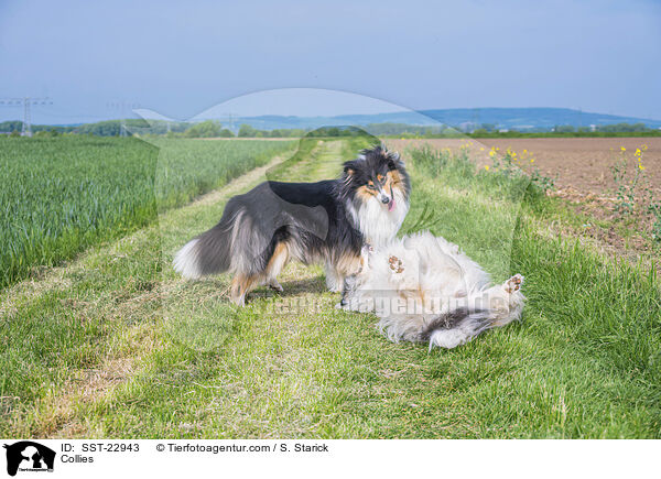 Collies / SST-22943