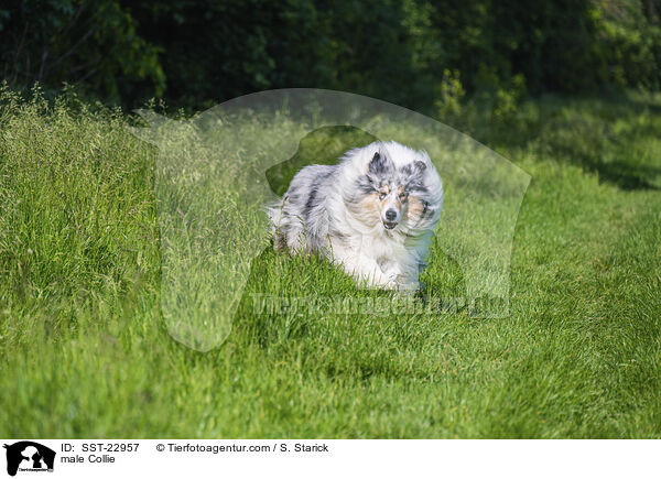 male Collie / SST-22957