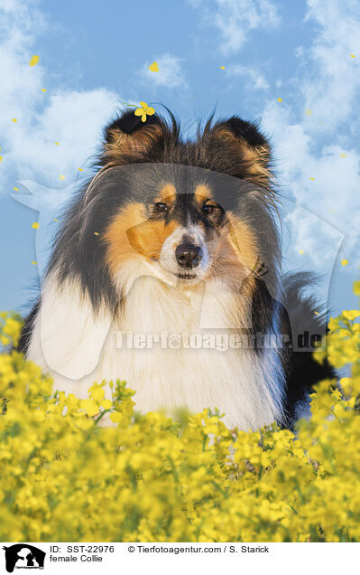 female Collie / SST-22976