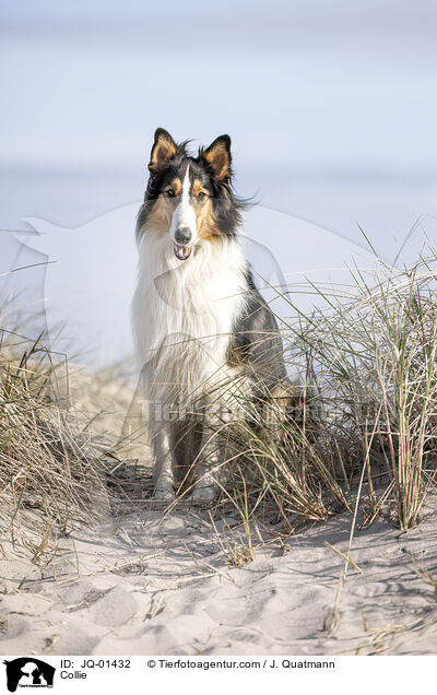Collie / JQ-01432