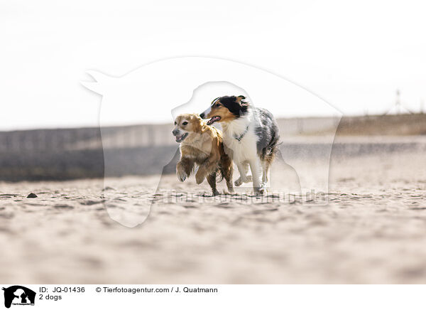 2 dogs / JQ-01436