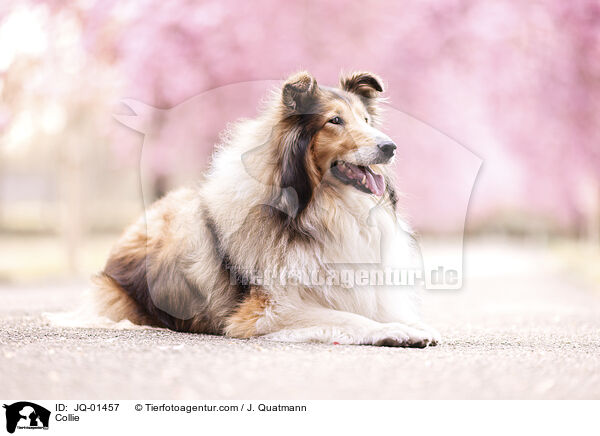 Collie / JQ-01457