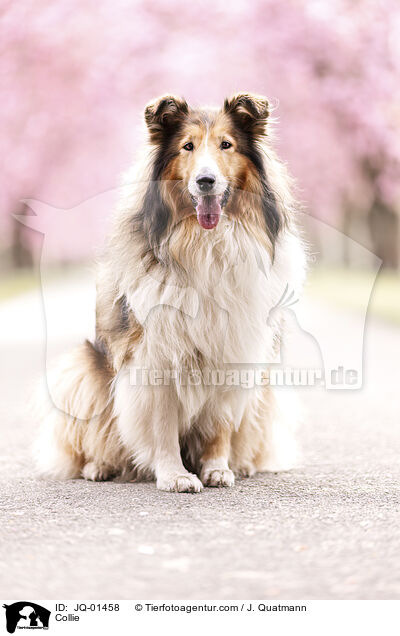 Collie / JQ-01458