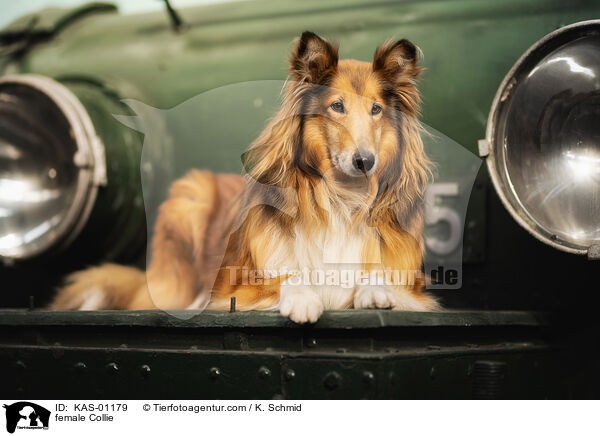 female Collie / KAS-01179